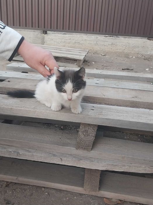 Отдам котят в добрые руки