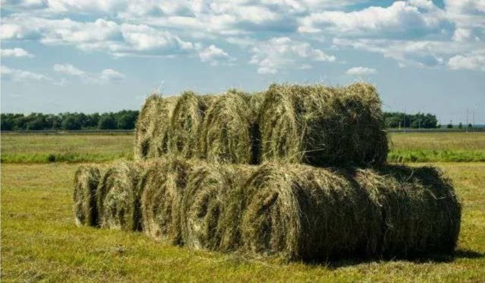 Продам сено укос 2025 года