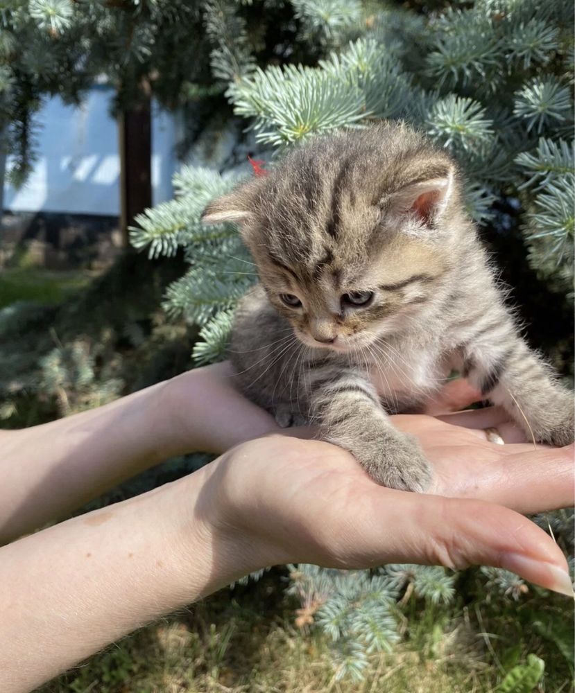 Шотландские котята