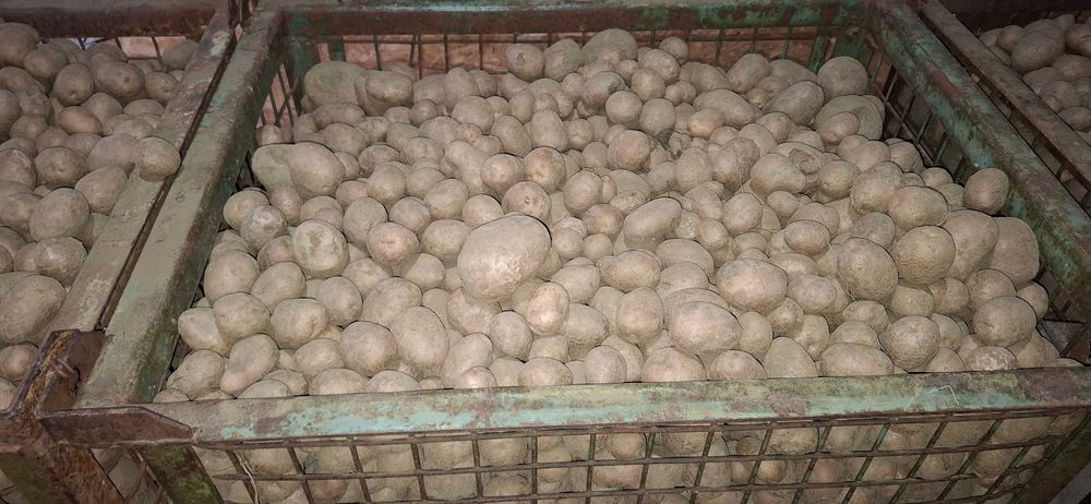 Vand cartofi pentru animale