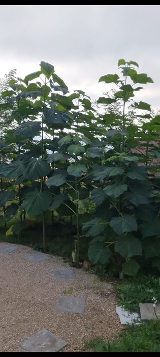Paulownia Hibrid 3-4m - ornamentala pentru umbra