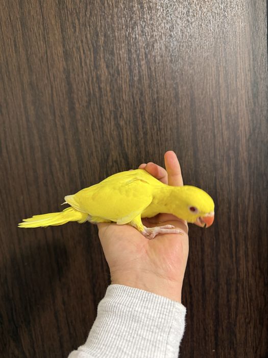 Papagali vorbitori super blanzi Micul Alexandru Alexander