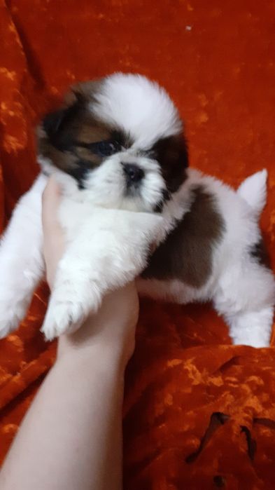 Щенки шитцу клубные