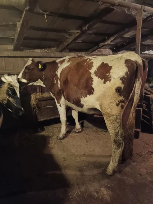 Vând junincă gestantă