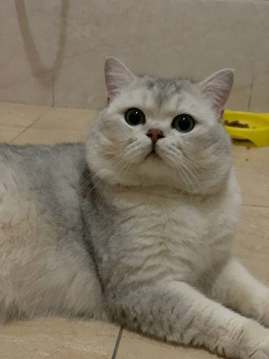 Вязка кот Британский Шиншилла