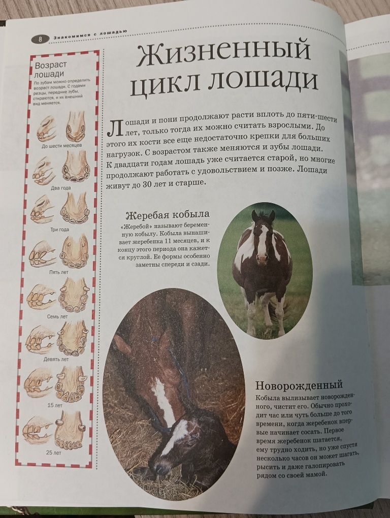 Энциклопедия по лошадям