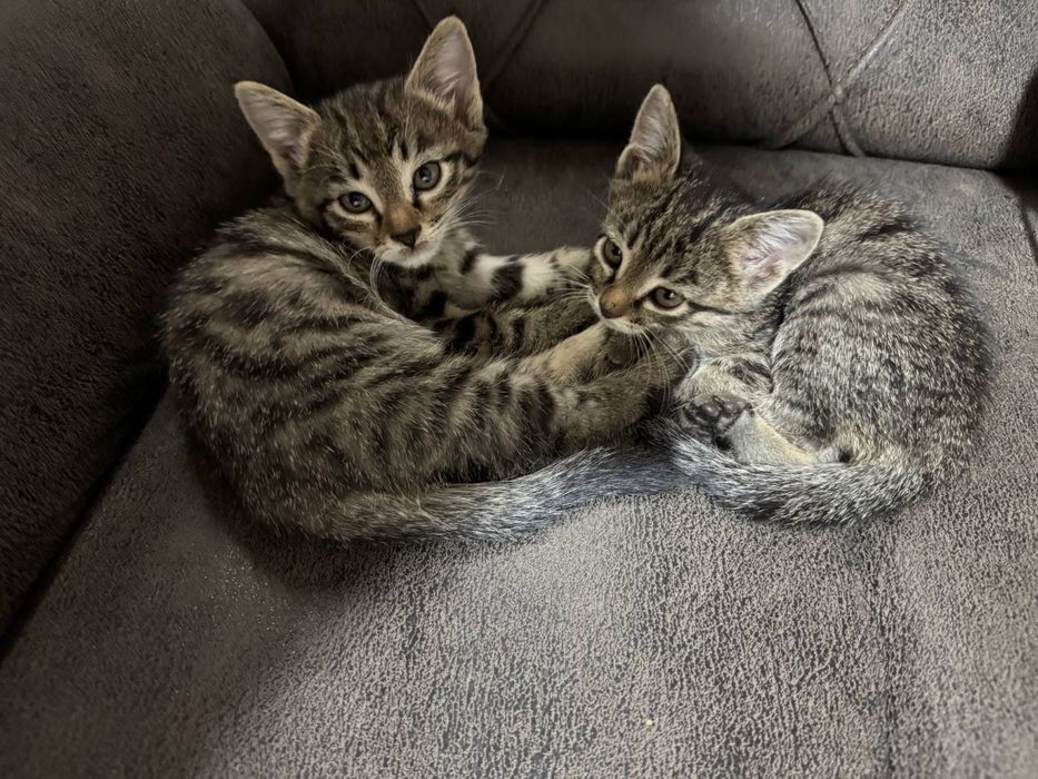 Котенок в добрые руки!