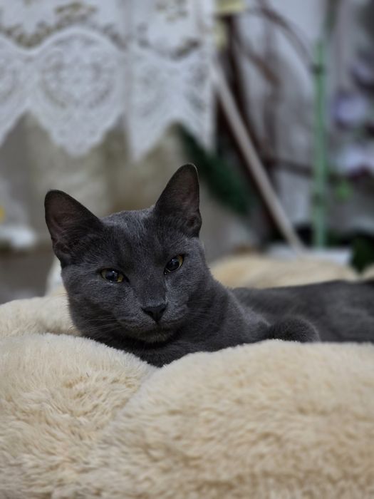 Căutăm un cămin iubitor pentru adorabila pisicuța.