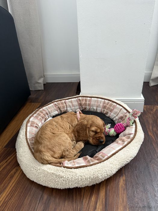 Кокер шпаньол чистокръвен