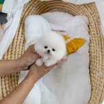 Pomeranian toy mini