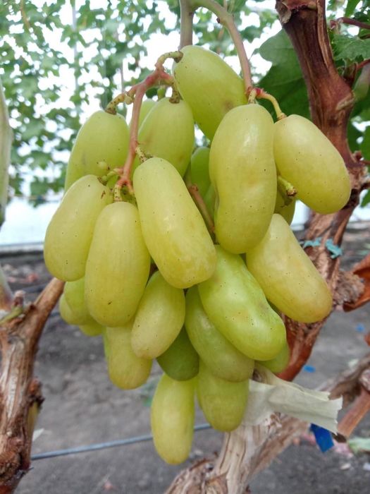 Butași Viță de Vie înrădăcinați la Pepiniera Cătăplant