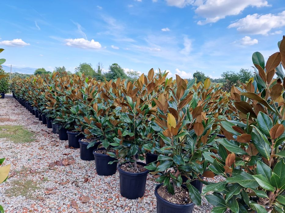 Magnolia grandiflora copac si tufa  ( vesnic verde cu flori albe )