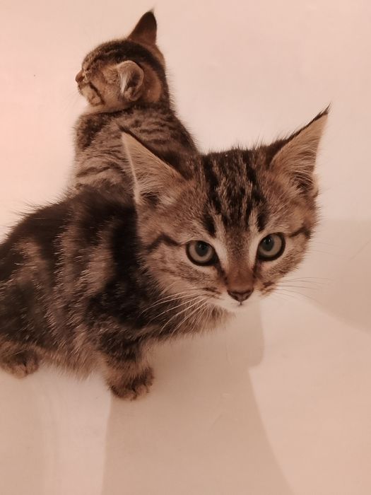 Отдам котят в добрые руки