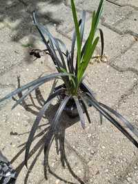 Planta Ophiopogon Kokuriu