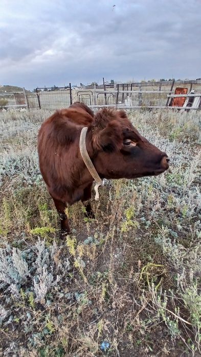 Продам телку 500 000 тг