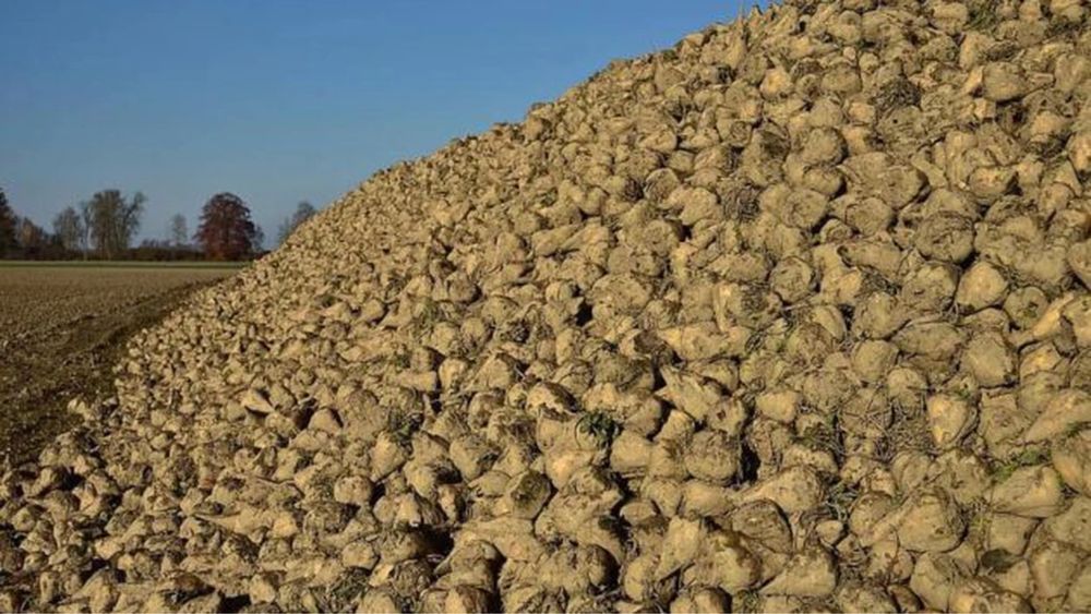 Vand sfecla de zahar