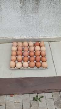 Ouă din găini Australop
