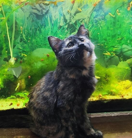 Котята. Домашние. В хорошие руки.