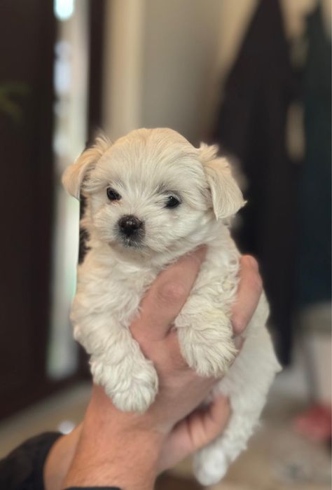 Bichon Maltez Mini Toy