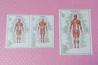 Plansa anatomie, sistem muscular, schelet