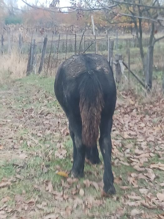 Mânz negru de 6 luni