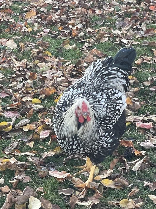 Cocos wyandotte superb