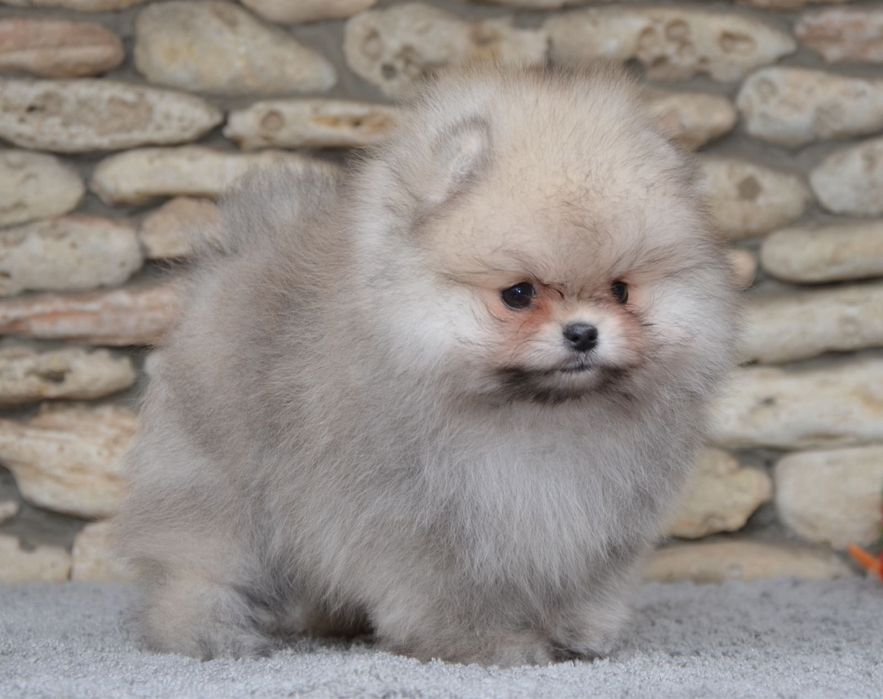 Fetita pomeranian mini/toy!