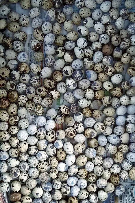 бедана тухуми  (пиширилган, артилган)