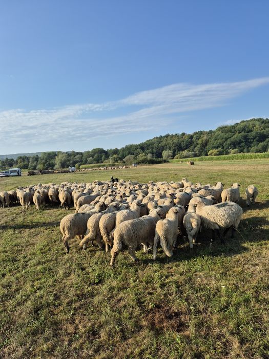 de vanzare oi si miei