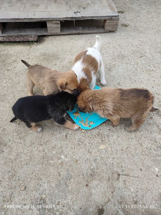 Подарявам бебета кученца