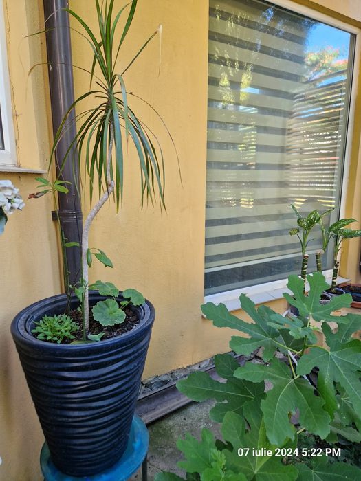 Smochin,tuia,lacramioare,flori de interior