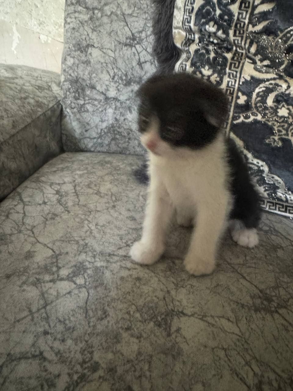 Вислоухие котята 300000
