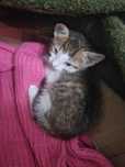 Adoptie Puiut de pisica