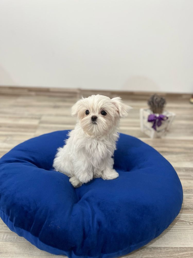Bichon Maltez Mini Toy cu Pedigree
