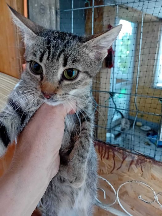 Adoptie pui de pisica Nonisorii