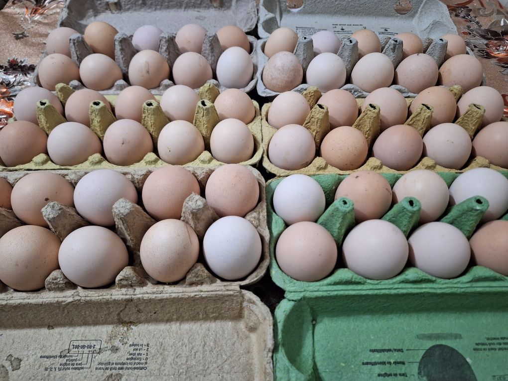 Oua de gaina proaspete pt consum sau incubat rasa australorp