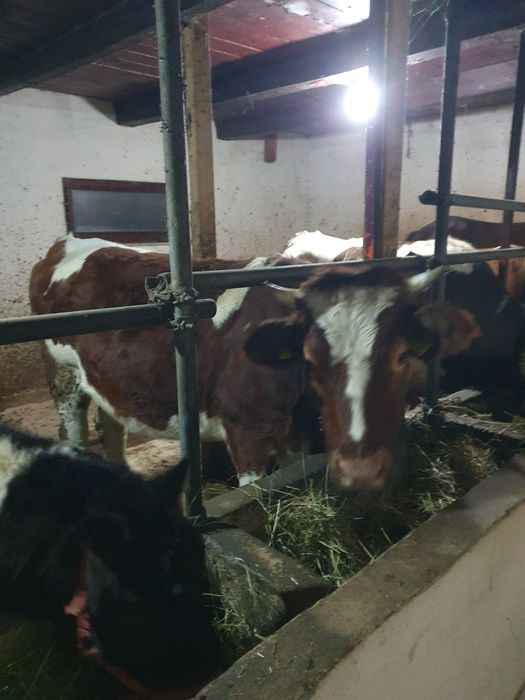 De vanzare 2 junci gestante