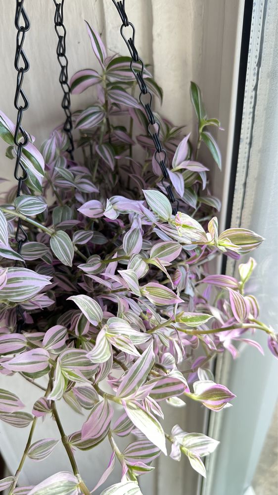 Традесканция fluminensis variegata «Lavender» ( редкий сорт )