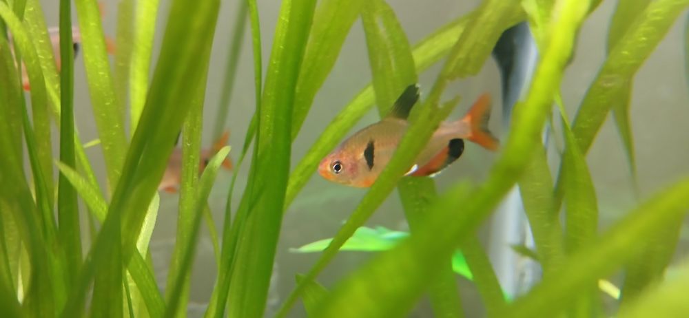 Продаю аквариумных рыбок