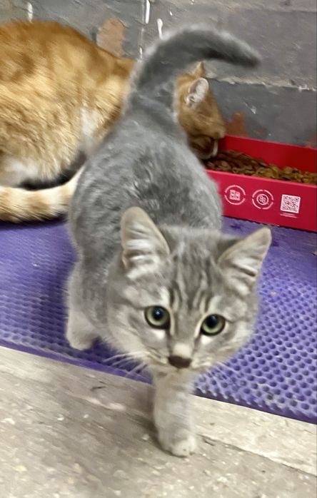 Котенок-мальчик ищет любящую семью