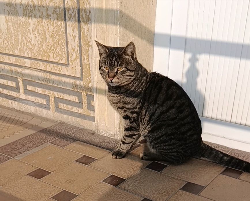 Mushuk yaxshi insonlarga hadiya qilinadi