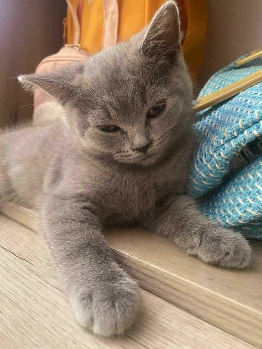 Британски котенца
