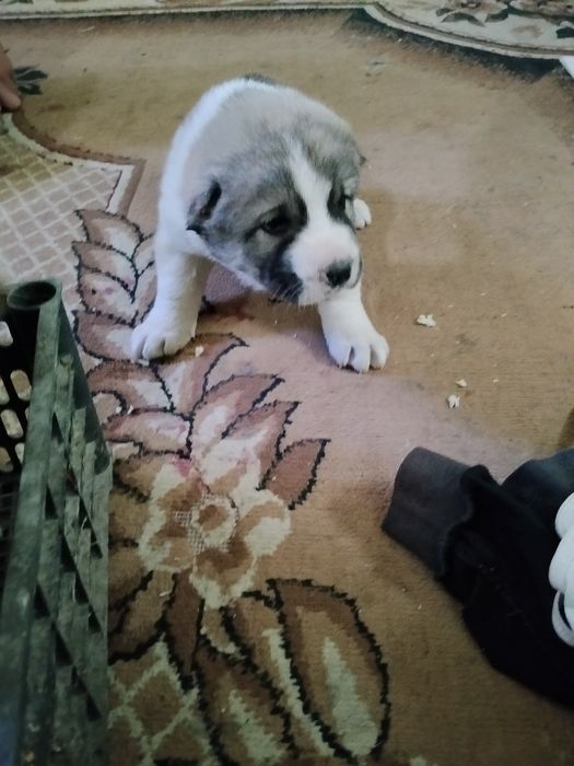 Салом алекум сотилади