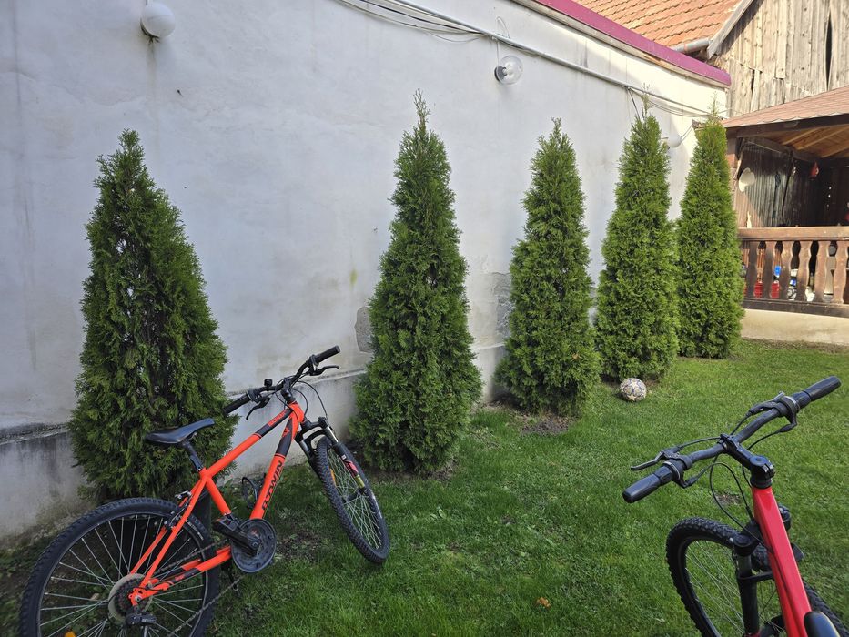 Tuia zmarald  înălțime 3 metri