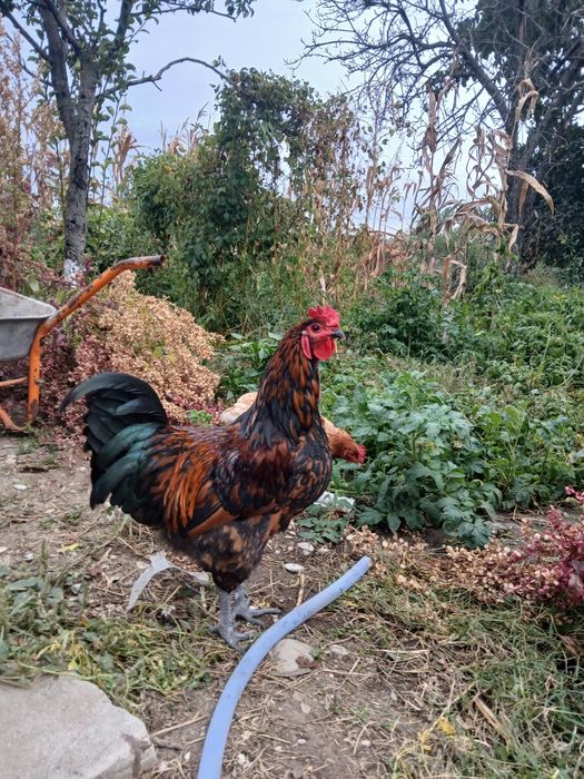 Vand cocoși la alegere