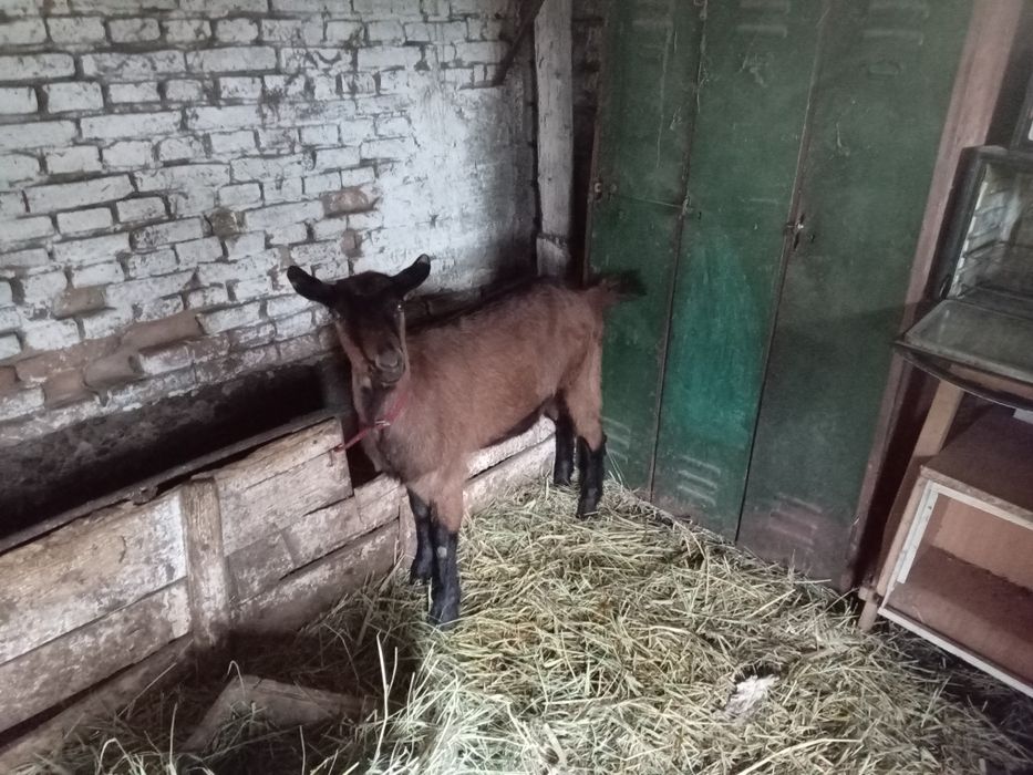 Vând capre alpine franceza