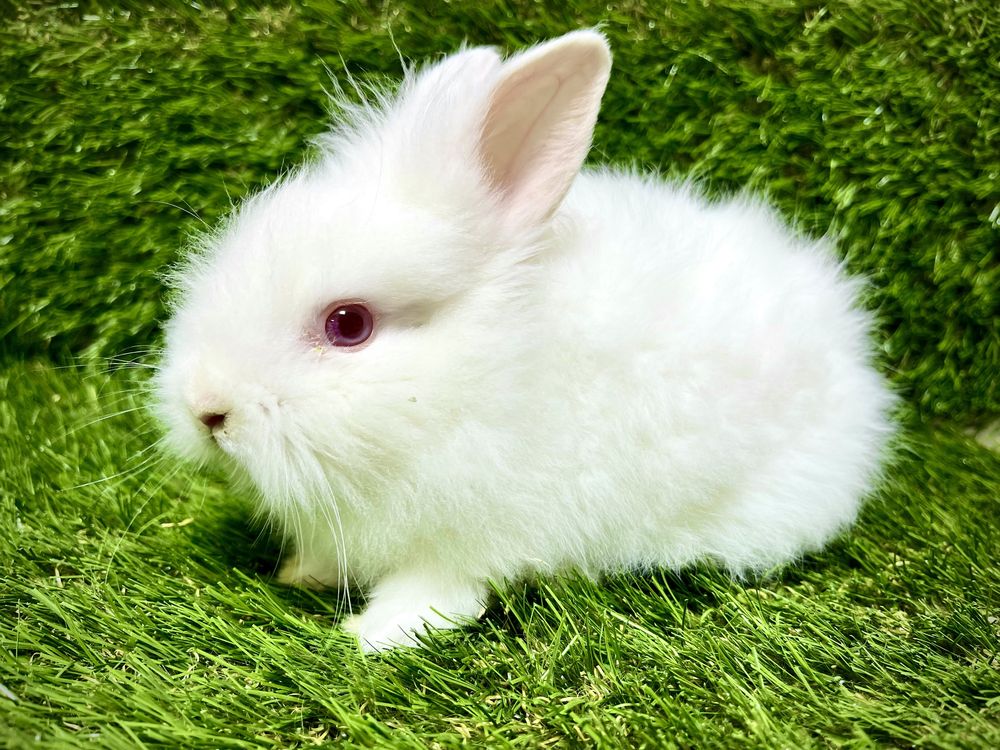 Кролики подростки от 2000 тг. в "Живом Мире"