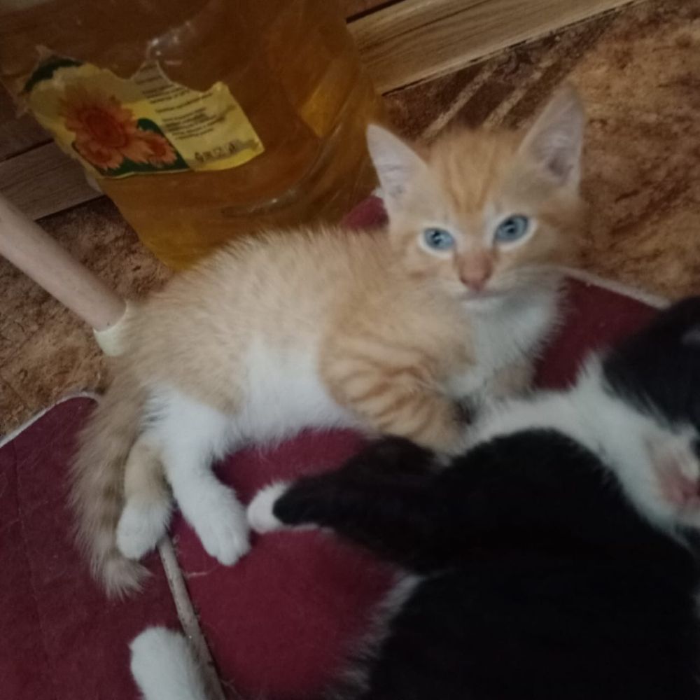 Отдам котят в добрые руки