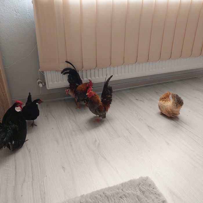 Vand  gaini cocoși  pitic  serama