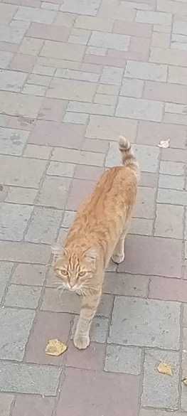 Нужно определить двух котят подростки. Рыжий и кошечка трехмастка.